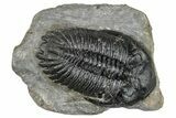 Large Hollardops Trilobite Fossil - Ofaten, Morocco #273421-1